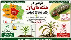 پراکنش آفت پروانه برگخوار پاییزه در استان کهگیلویه و بویراحمد